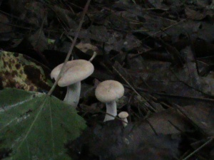 3 little bugs in a rug mushrooms